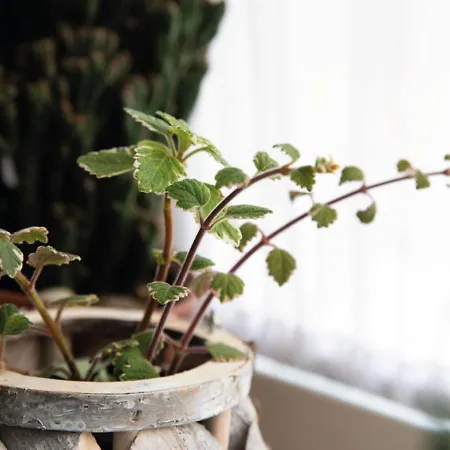Alojamento de Acomodação e Pequeno-almoço Botanik