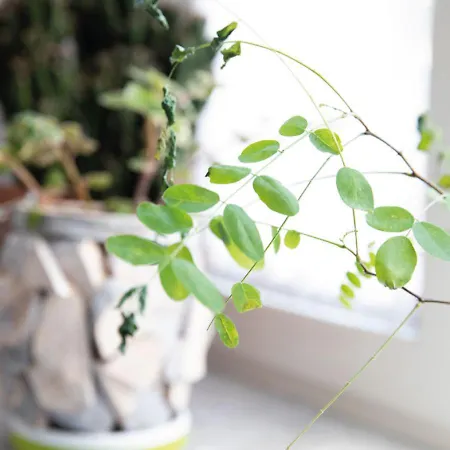 Alojamento de Acomodação e Pequeno-almoço Botanik