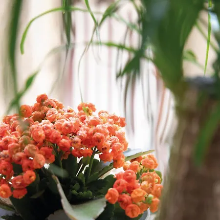 Alojamento de Acomodação e Pequeno-almoço Botanik 4*